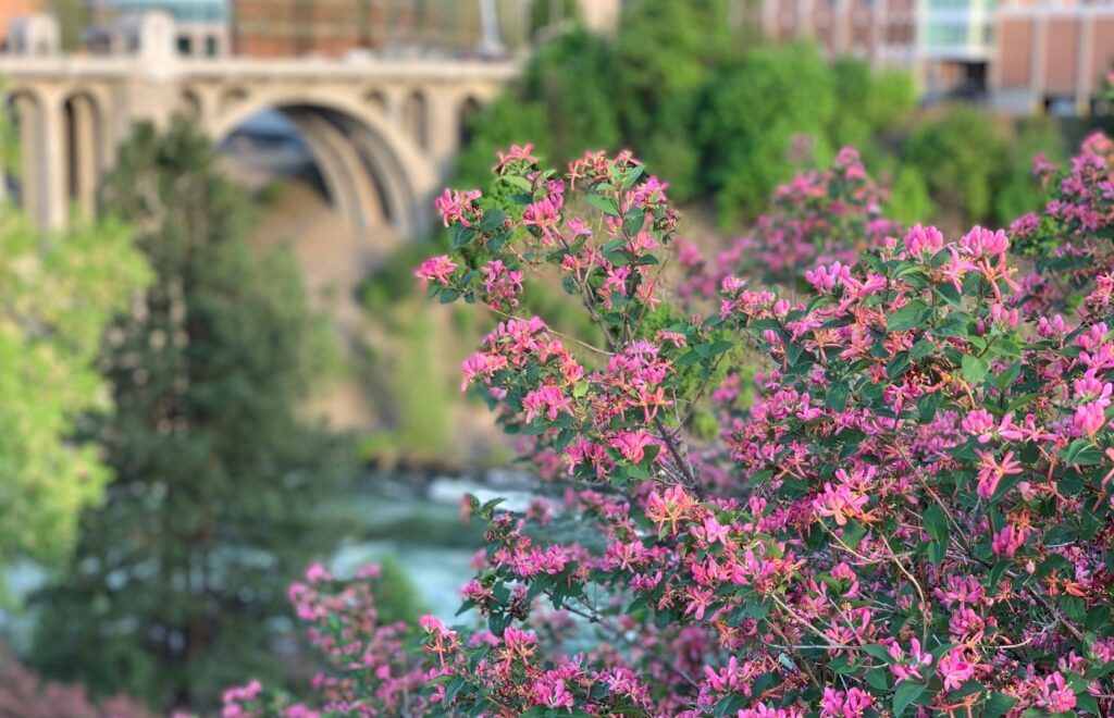 Bush with petite pink flowers with view of the Spokane River and Monroe Street Bridge in the far background.