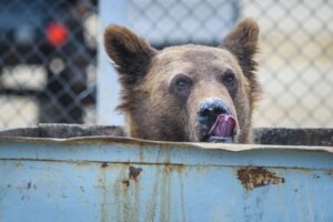 Bear poking its head out of a garbage can, licking its lips.
