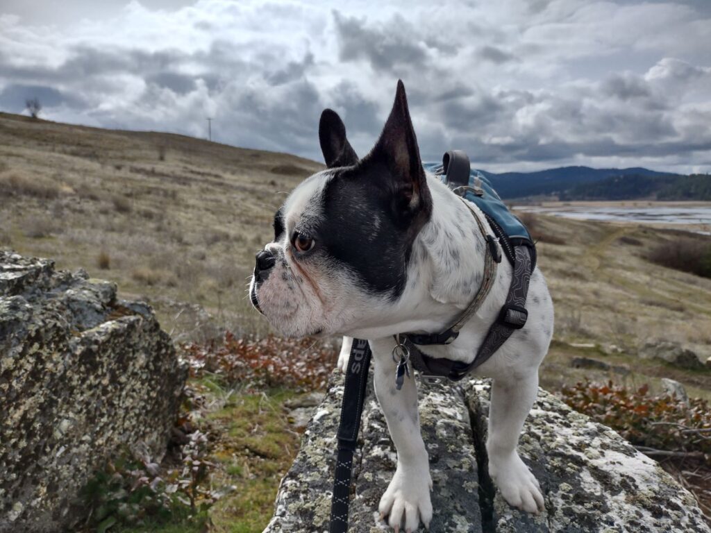 A small dog with black and white fur and squished nose like a pug is standing on a rock atop on a mountain side, looking sideways from the camera, while wearing a hiking harness and leash.