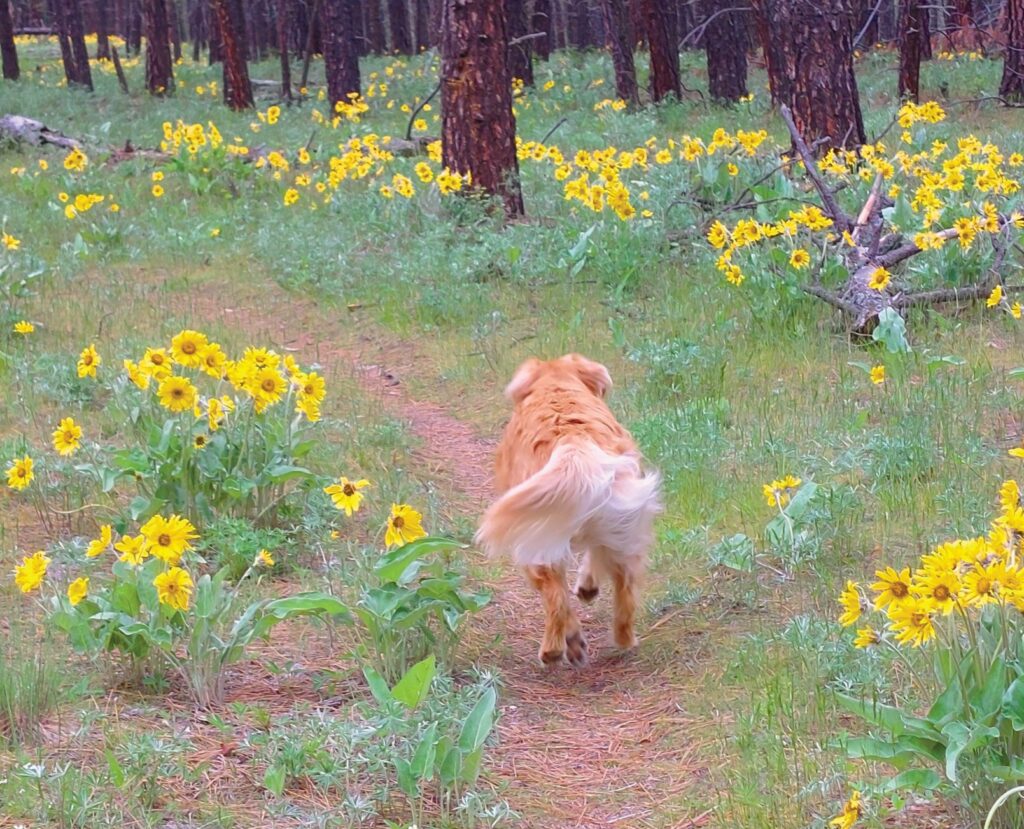 View of a dog with light brown and cream colored fur, wagging a big floofy tail, as the dog walks down a narrow dirt trail surrounded by yellow arrowleaf balsamroot flowers. 