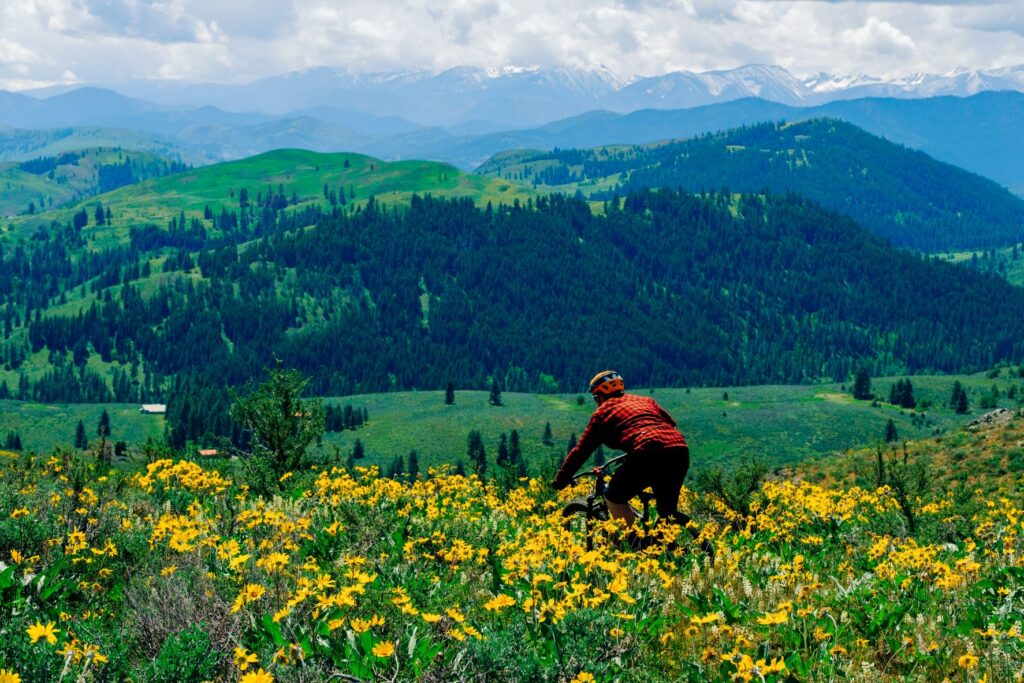 Mountain biker riding along a trail alongside wildflowers on Buck Mountain in Washington State's Methow Valley.
