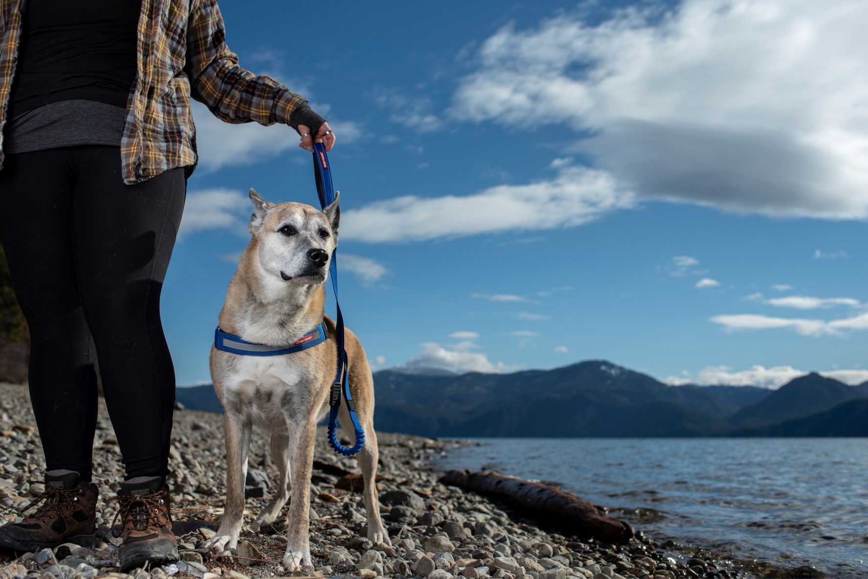 Large dog wearing a collar and leash, with leash held by owner, while walking on rocky lake beach in north Idaho, with mountain peaks in the distance..
