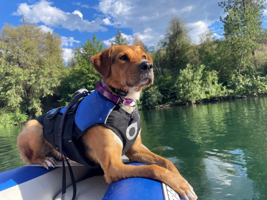 Dog with light-brown fur wearing a blue and black life jacket, laying down on the front of an inflatable kayak or raft while floating on the Spokane River. Dog is looking off to the side. In the background are deciduous trees and bushes, blue sky with some clouds, and flat water of the river.