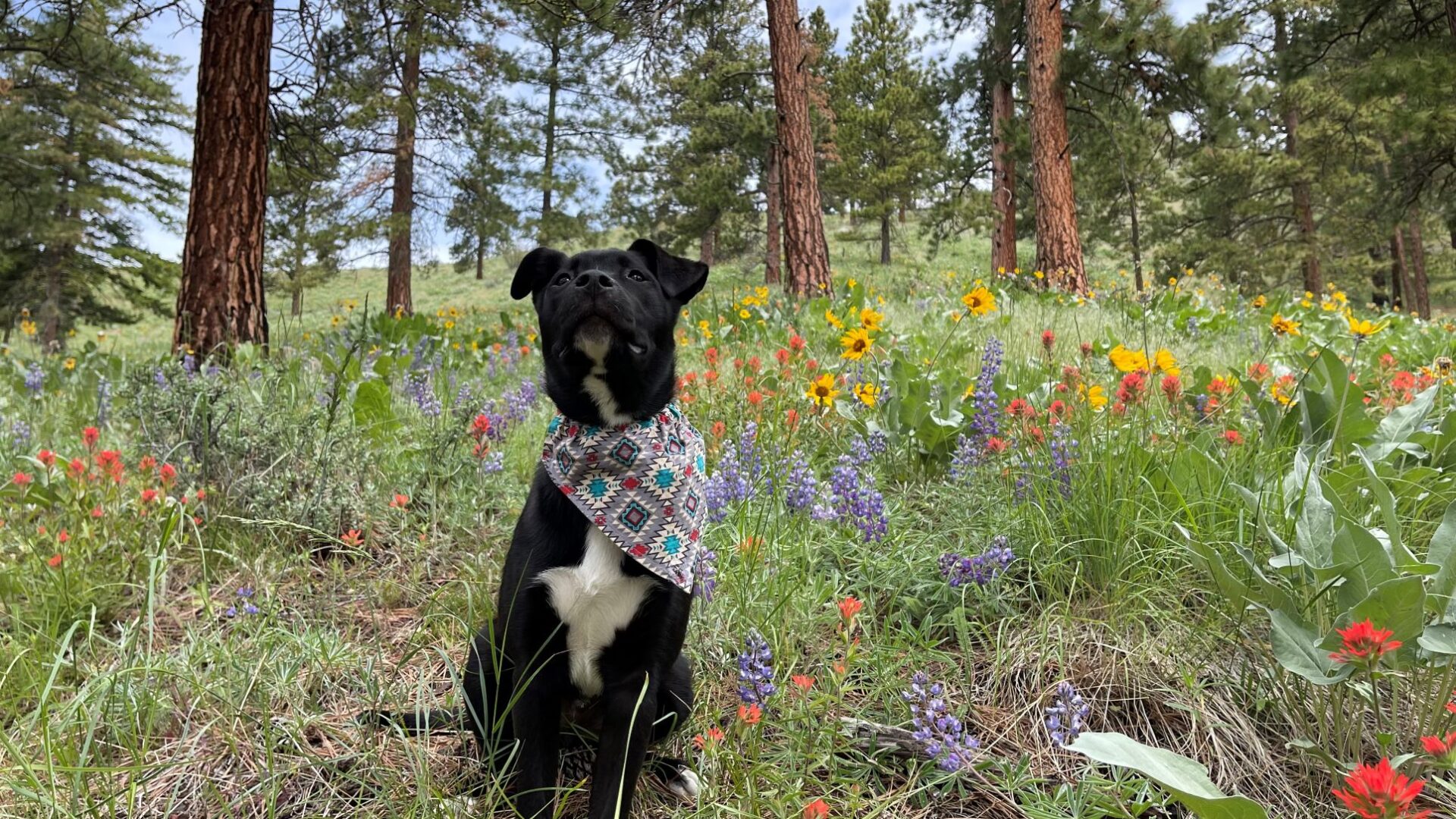Black dog with white belly patch, wearing a doggy bandana, sitting and looing up at the camera. In the background is a forest of Ponderosa pine trees and immediately behind the dog is a patch wildflowers, colored purple, red, and yellow.