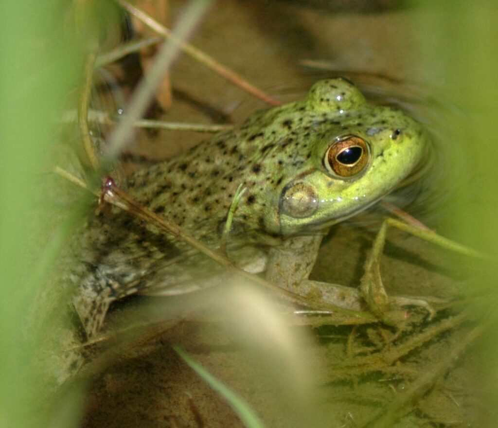 Lake Frogs in the Northwest - Out There Outdoors