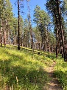Mill Butte's forest views -- forest with grassy understory, and single track hiking trail.