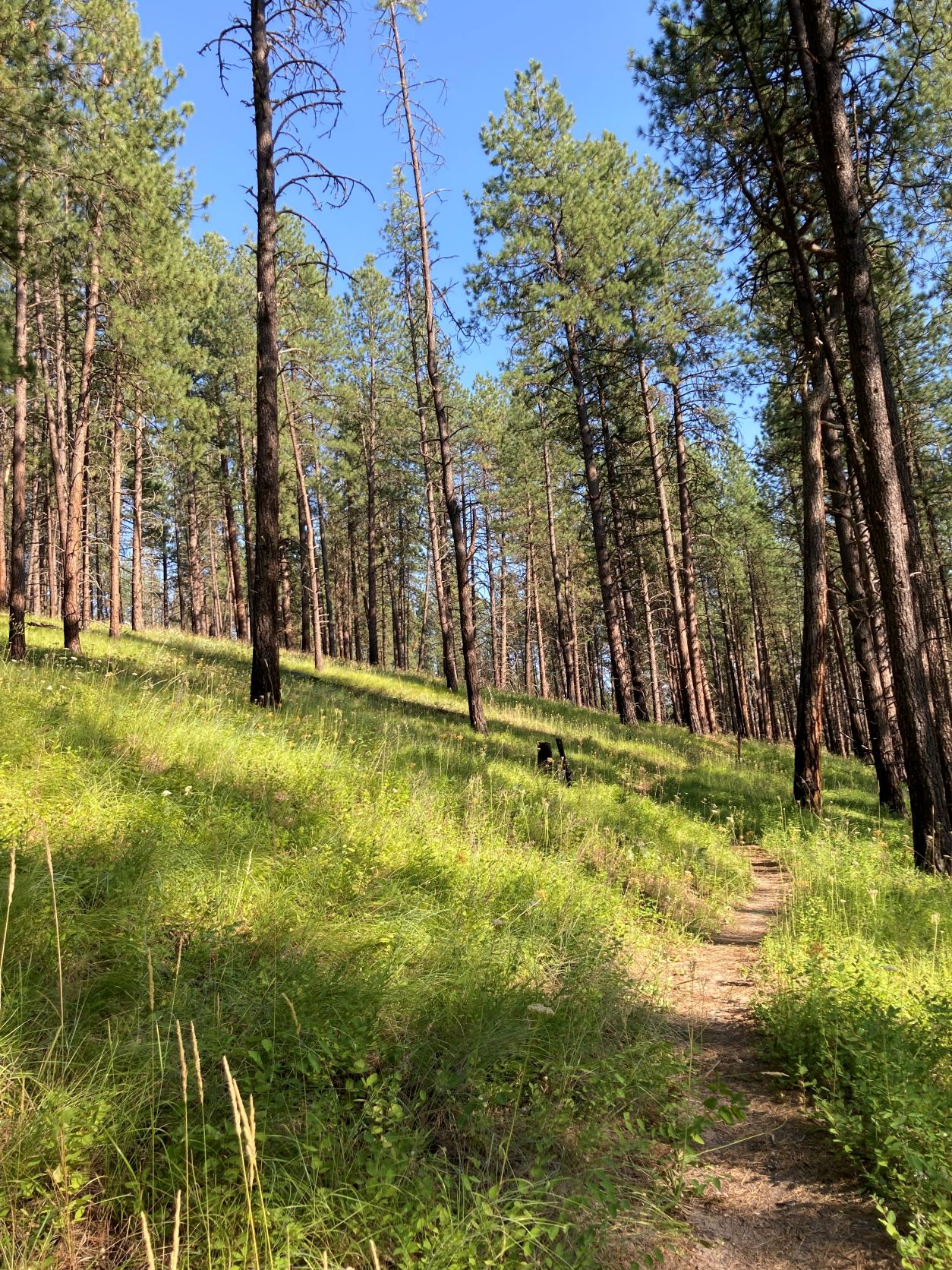 Mill Butte's forest views -- forest with grassy understory, and single track hiking trail.