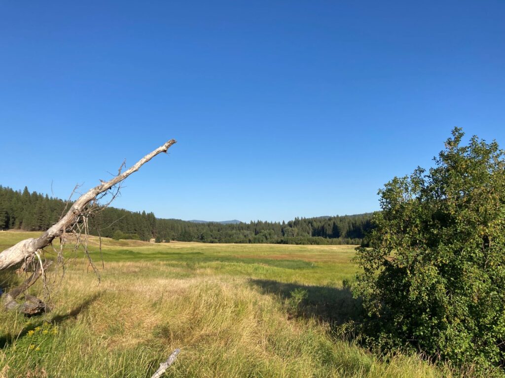 View of wetlands, high grass, green bush, and hills in the distance and blue sky.