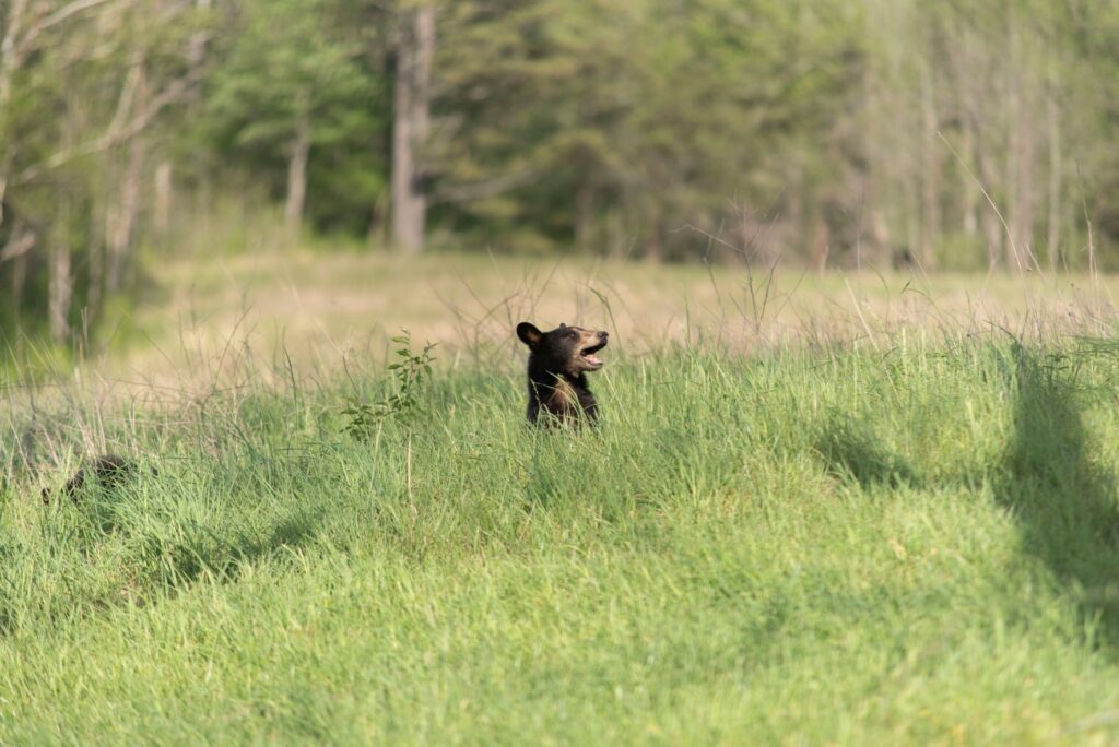 close encounter with bears: black bear in the wild, standing up from a field of tall grass.