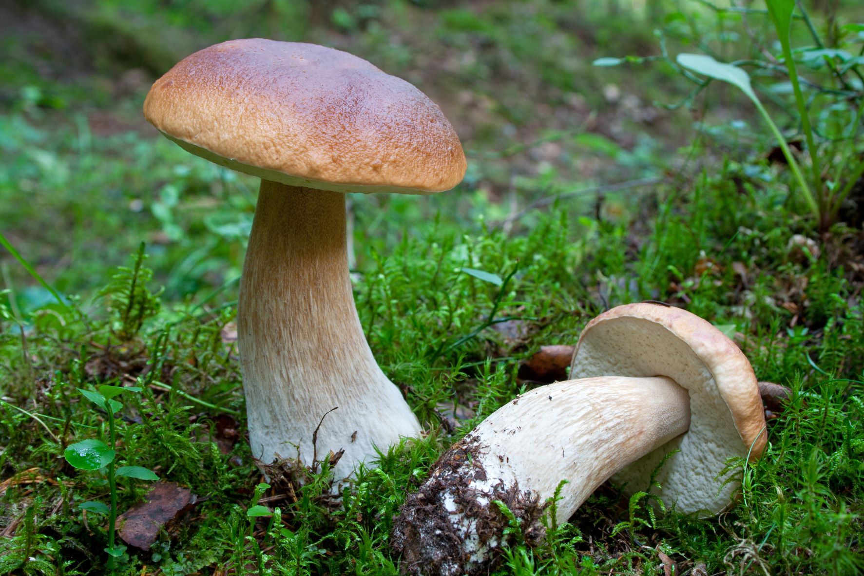 King bolete mushroom in the wild, with a brownish top on a white stem.