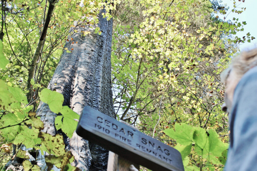 Trail sign that reads "Cedar Snag, 1910 Fire Remnant" along a forested dirt trail.