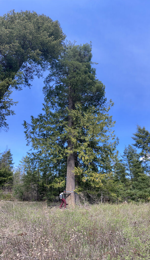 Weiler-hugging-a-large-western-white-pine-on-the-DNR-parcel-adjacent-to-Hauser-Conservation-Area_Photo-courtesy-of-Holly-Weiler-1-589x1024.jpg