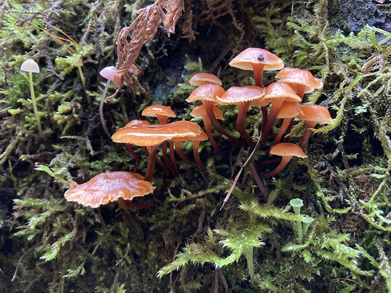 Weiler_Fall-mushrooms-at-Hauser-CA5.jpg