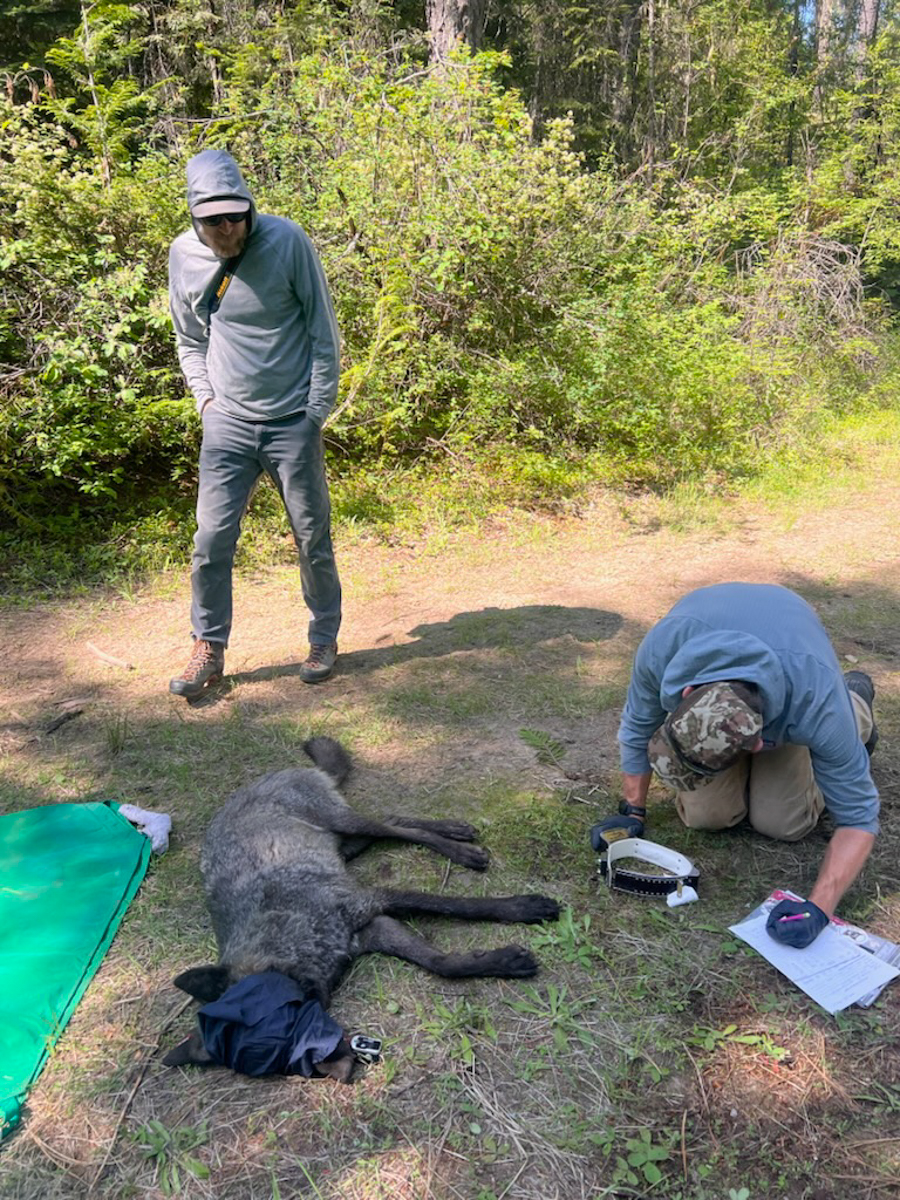 The Art of Being a Wolf Biologist: Science, Patience, and Empathy in ...